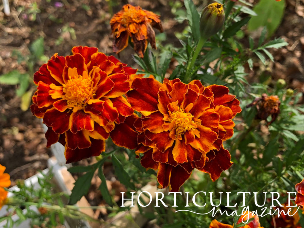 two orange flowering marigolds with spent blooms in the background
