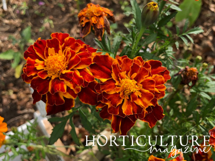 How & When To Deadhead Marigolds Horticulture.co.uk