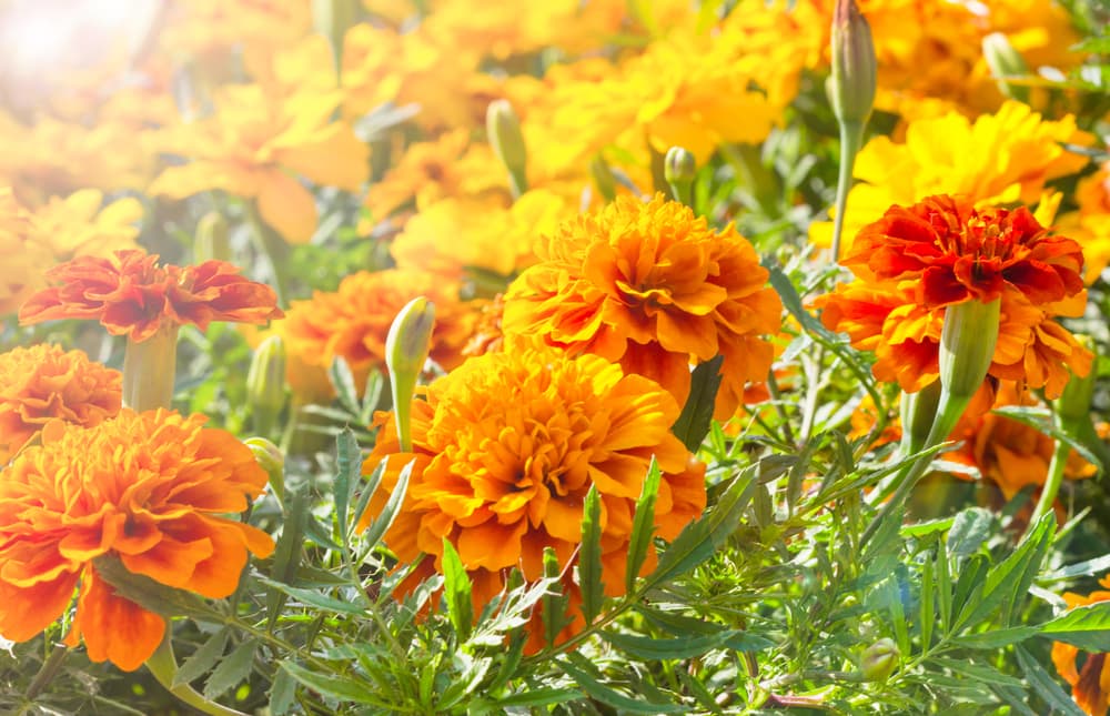 King Rama calendula flowers in bright orange and red