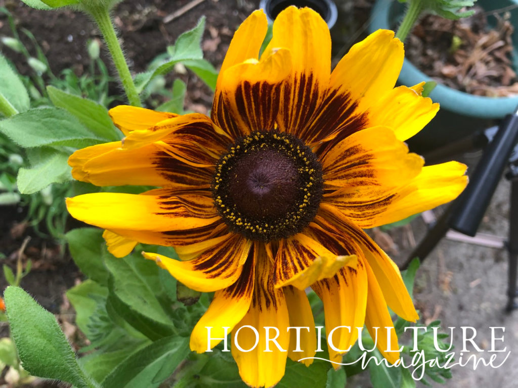 a close-up of an orangey-yellow flowering rudbeckia that is growing outdoors in front of other potted plants