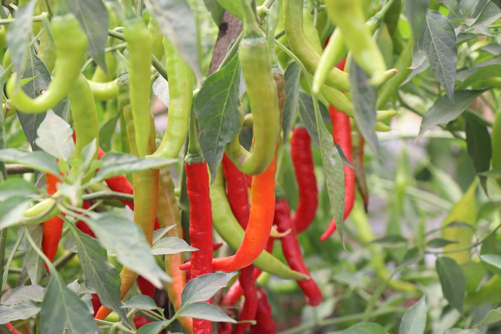 green and red chillies hanging from their parent plant