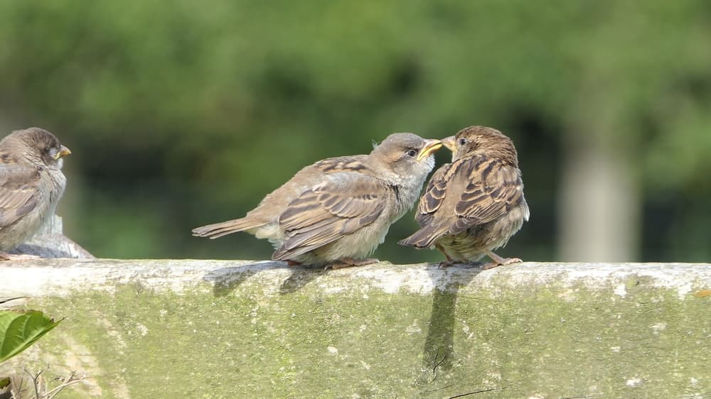 several house sparrows sat on a garden fence