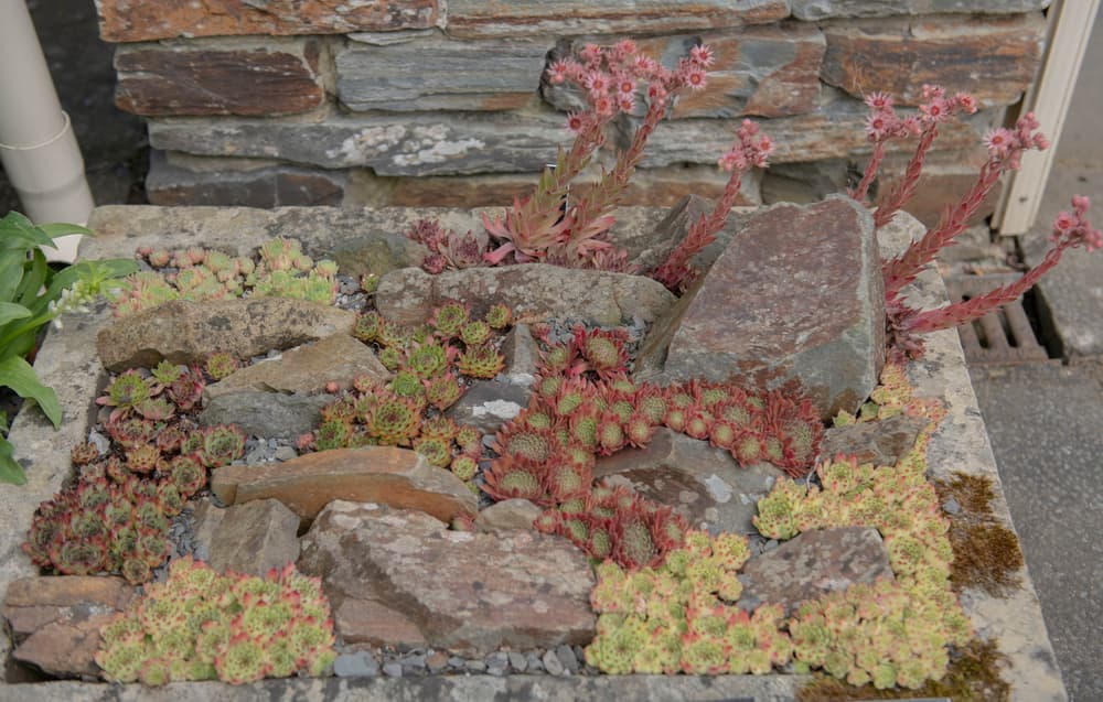 display of flowering houseleeks in an alpine trough