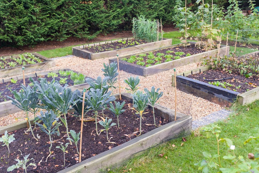 raised beds in rows with several vegetables including kale and lettuce