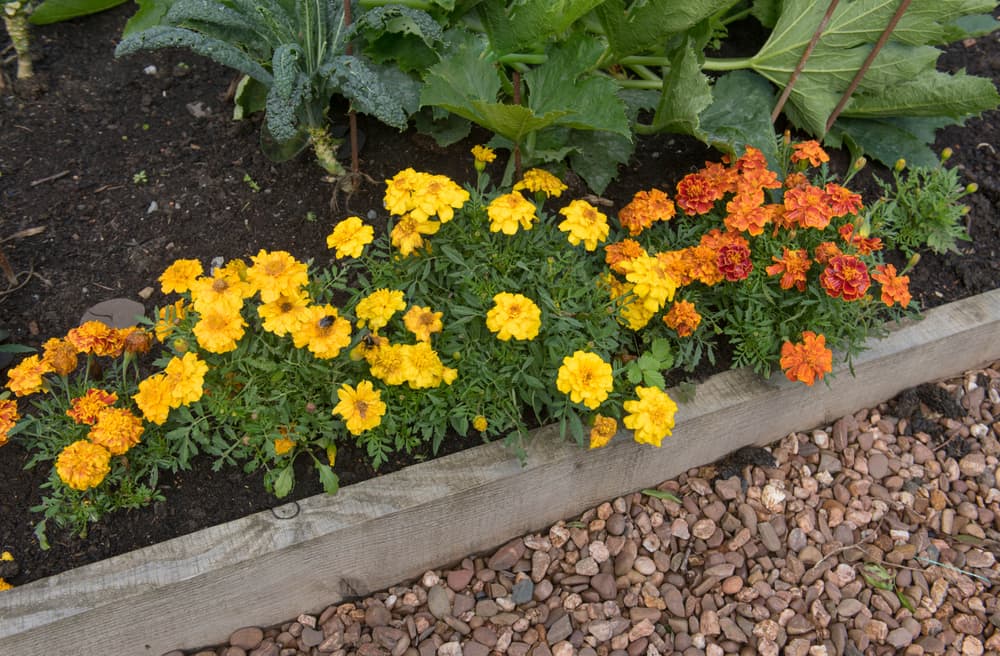 yellow and orange flowering Tagetes patula growing along the edge of a raised bed with vegetables including kale growing in the background