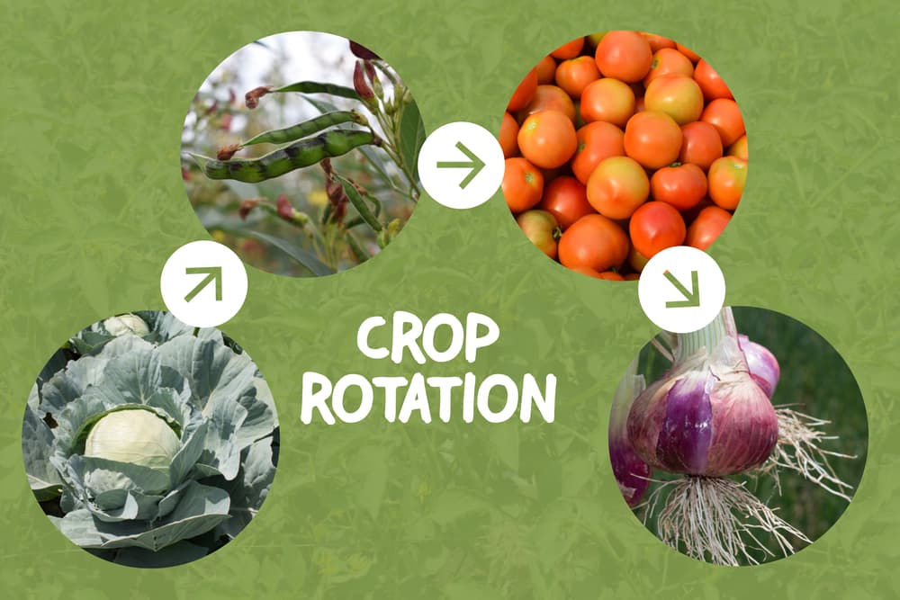 an illustration of crop rotation using brassica, broad beans, tomatoes and onions as an example