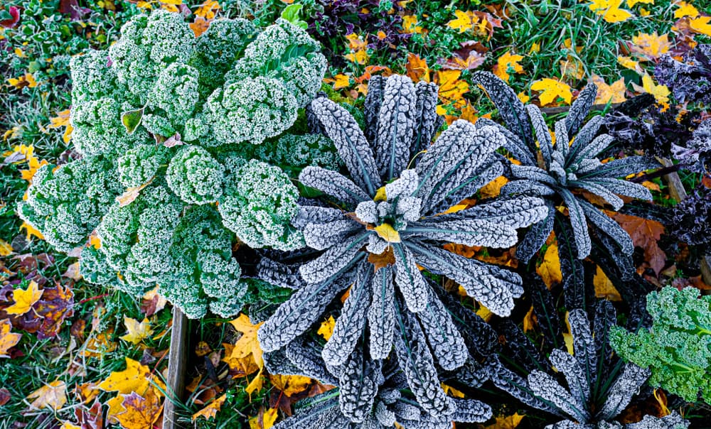 frost covered leafy kale in a raised vegetable plot