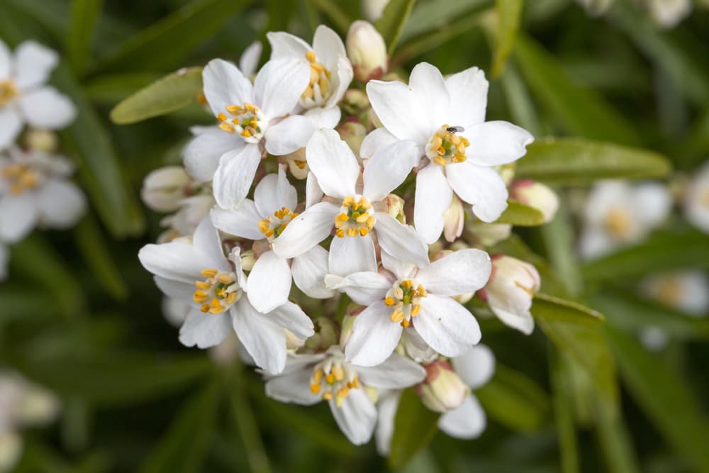 white flowers of Mexican Orange Blossom