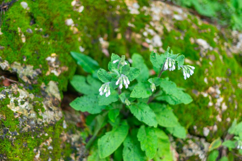 symphytum grandiflorum growing in its natural habitat next to moss covered rocks
