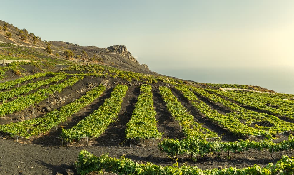 vineyards planted over lava fields in La Palma