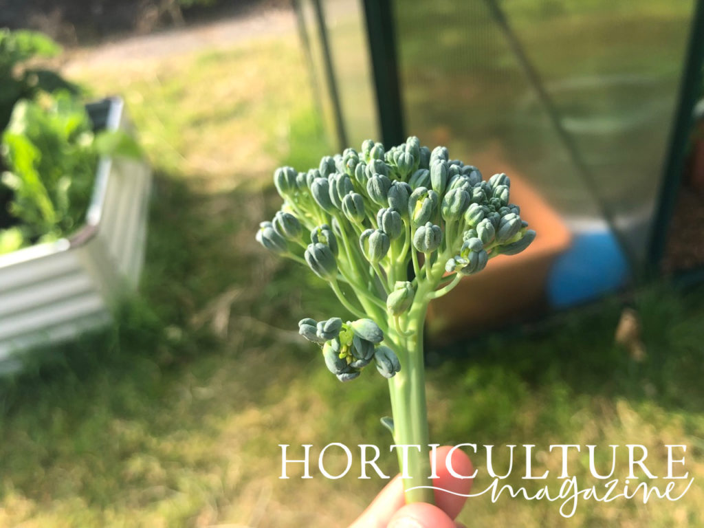 A small part of a broccoli plant that has been harvested with a grassy garden and greenhouse in the background.