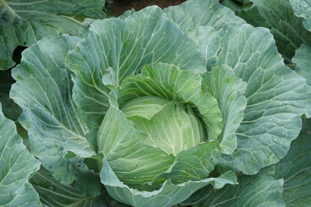a large fully grown cabbage plant at maturity