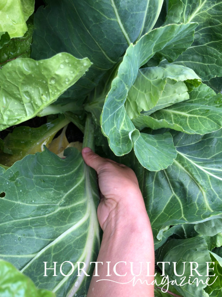 A close-up image of a cabbage and all its leaves, with a hand holding on the leaf at the stem
