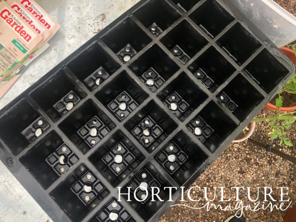a plastic sowing tray on a potting bench