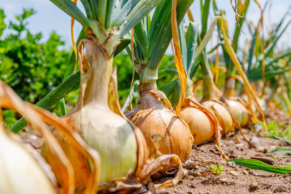 very large onion bulbs in rows with dry soil and upright leaves