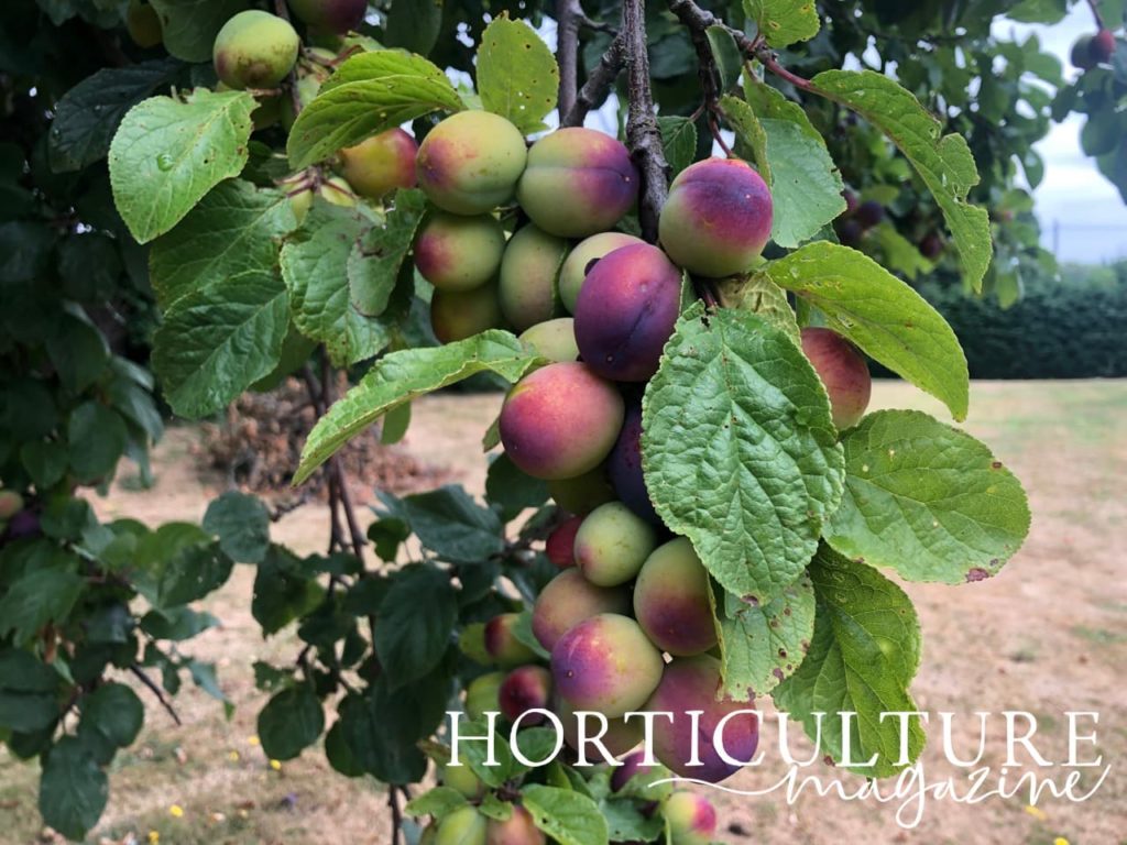 plums on branches at various stages of ripeness