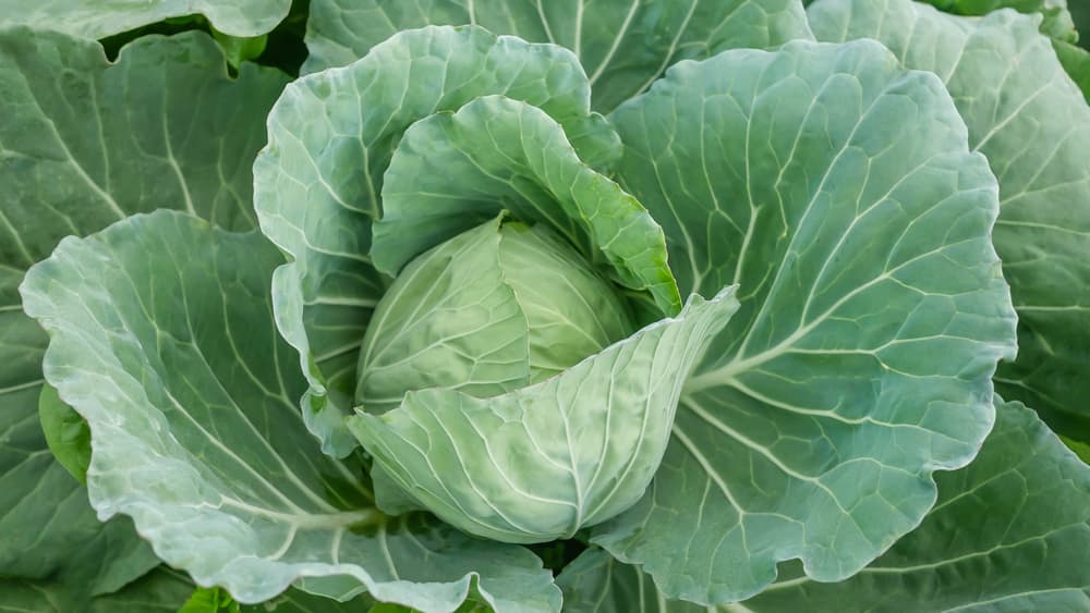 magnified view of a cabbage plant in the garden