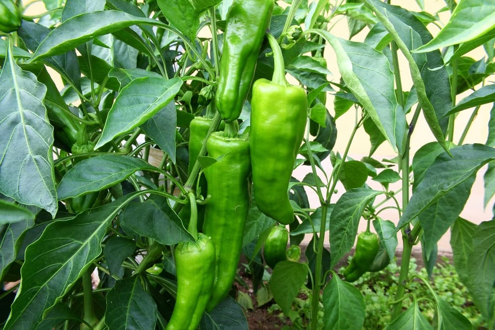 large green chilli peppers ready to harvest in the garden, with large drooping leaves