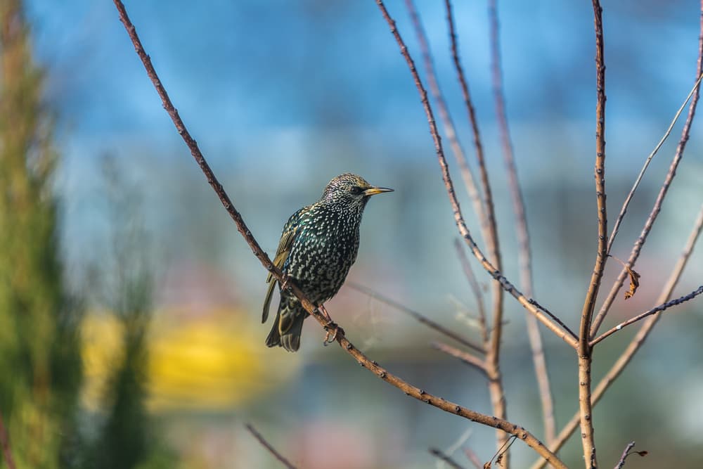 a starling with dark feathers perched on the branch of a tree