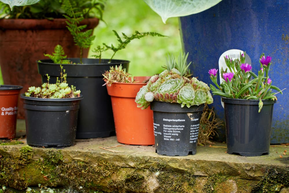 a variety of alpine succulents in plastic pots