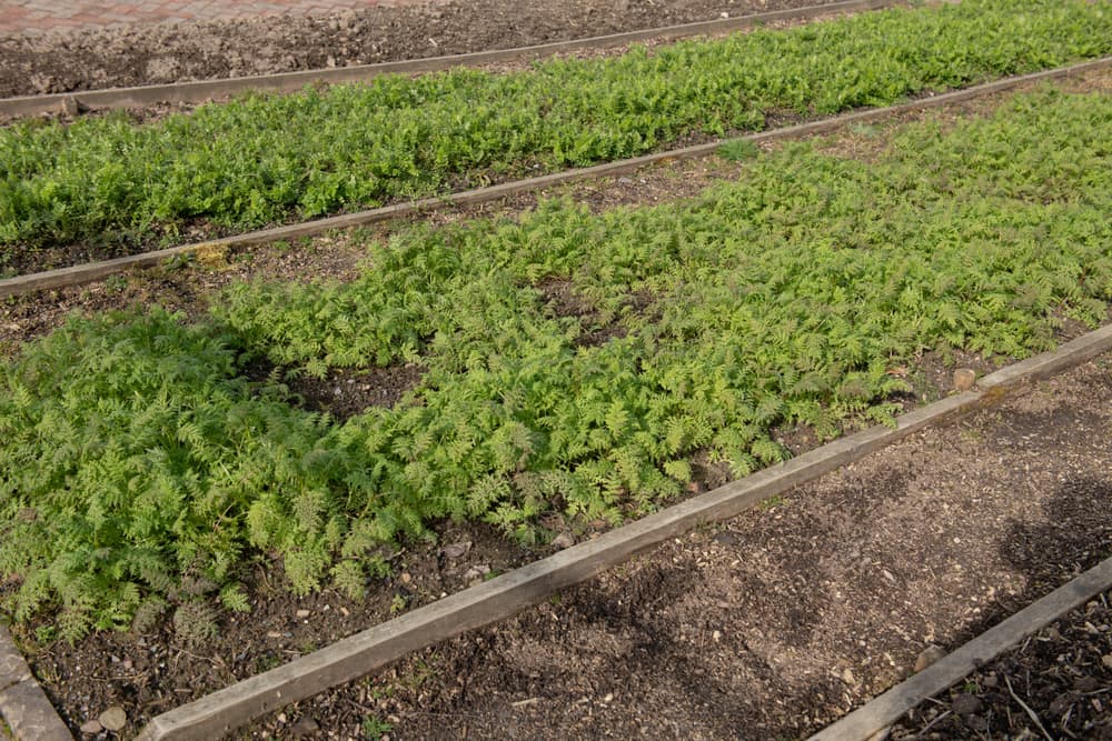 green manures being grown on an allotment to improve soil fertility
