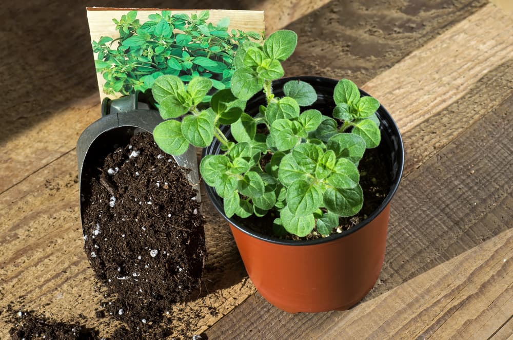 potted oregano sat alongside a scoop of potting soil