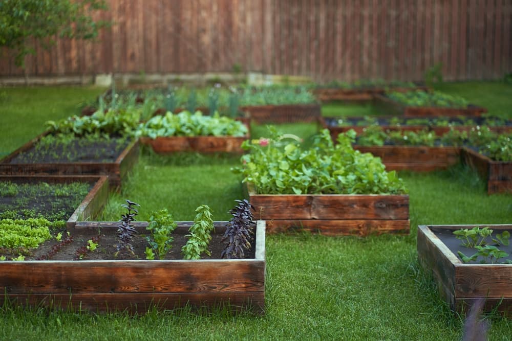 raised beds in a garden with different vegetables grown in each area