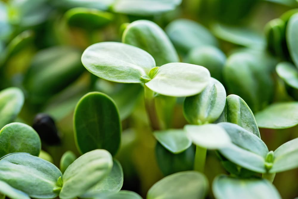 magnified view of sunflower microgreens that have freshly germinated