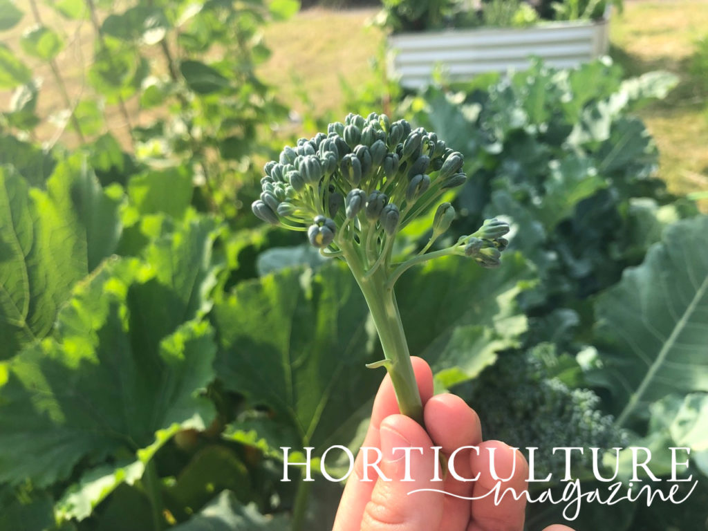 A single floret of a broccoli plant that is being held in front of plants growing in a raised bed.