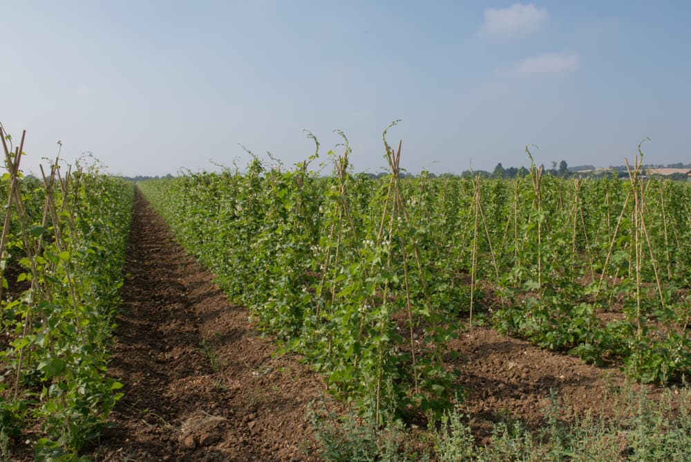 green beans growing up bamboo canes in a large field