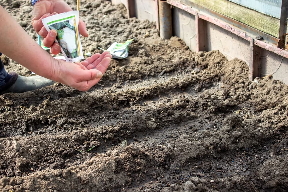 hand shown sowing cabbage seeds in rows