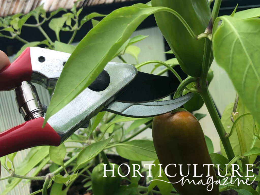 an orange chilli pepper being cut at the stem by a pair of secateurs