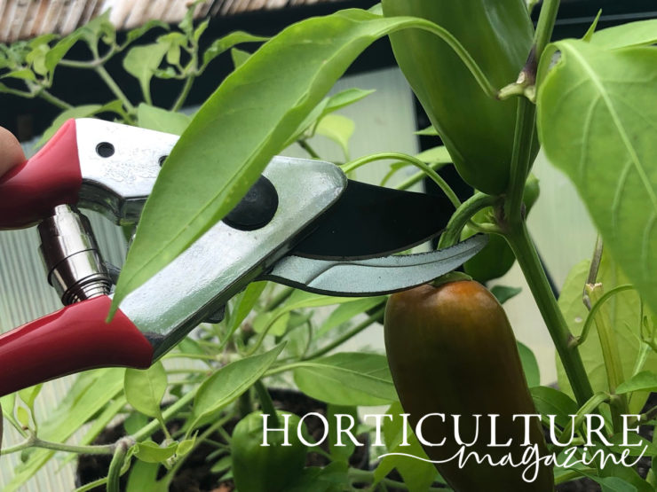 How (And When) To Harvest Chillies Horticulture.co.uk