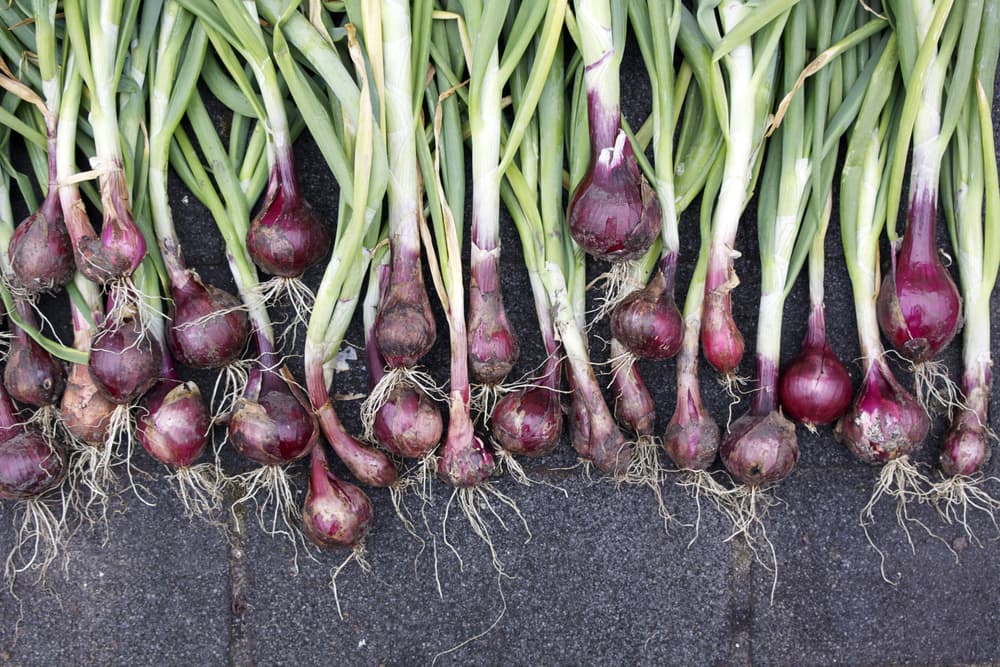freshly harvested red onions laid alongside each other with foliage still attached