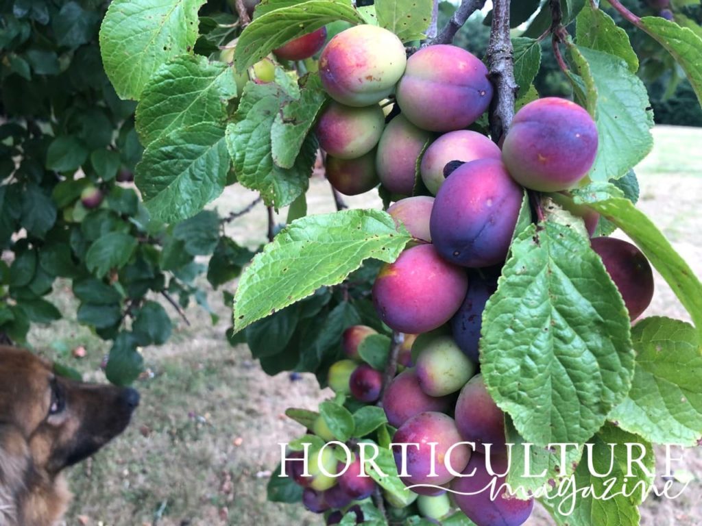 view of plums with those ripe for picking in the foreground