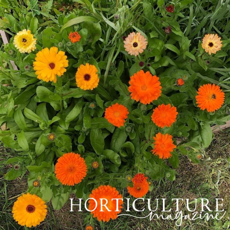 How (And Why) To Deadhead Calendula Horticulture.co.uk