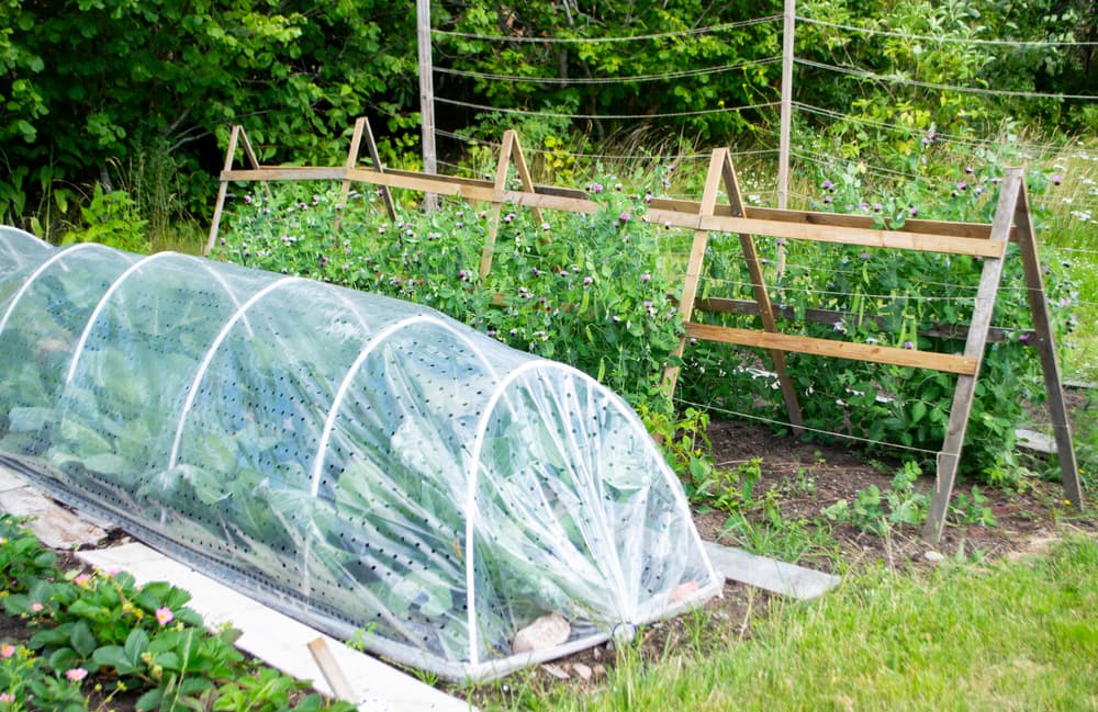 a small polytunnel garden with sugar peas, broccoli, strawberries and cabbage growing under cover