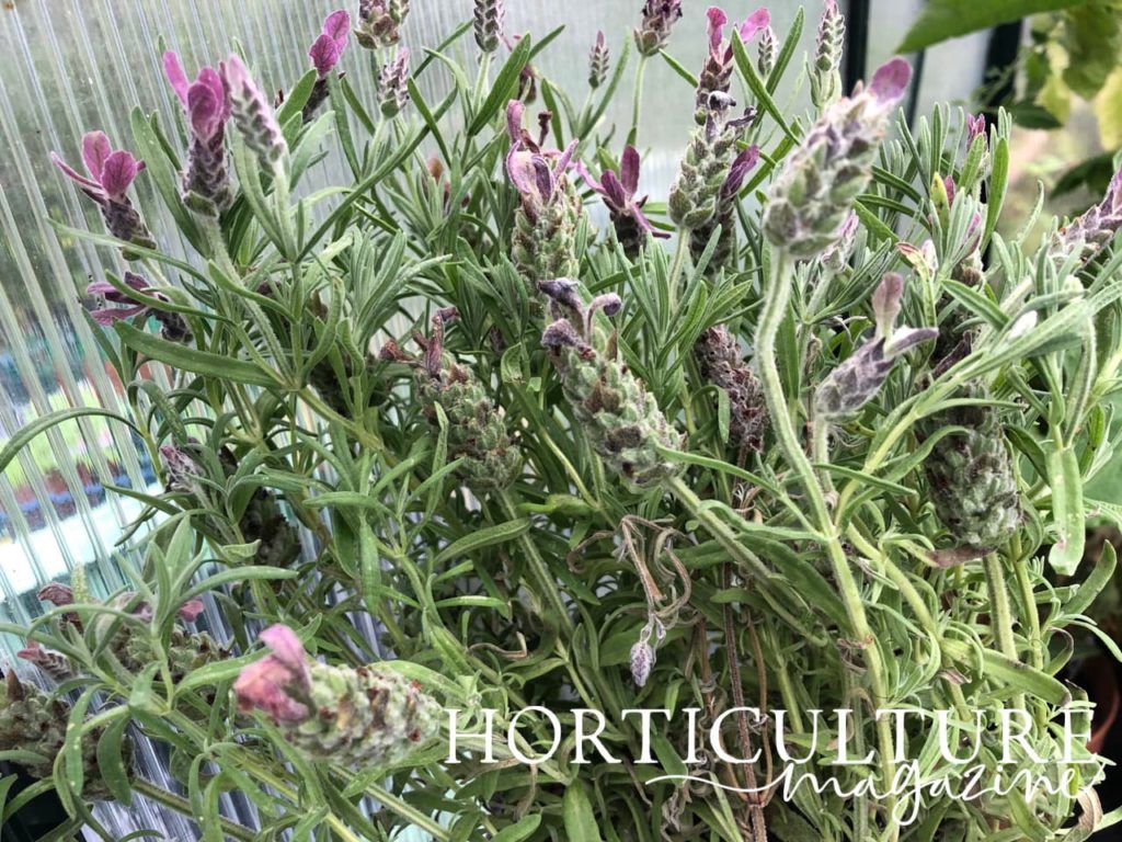 a shrubby potted lavender sat inside a greenhouse with visible new growth