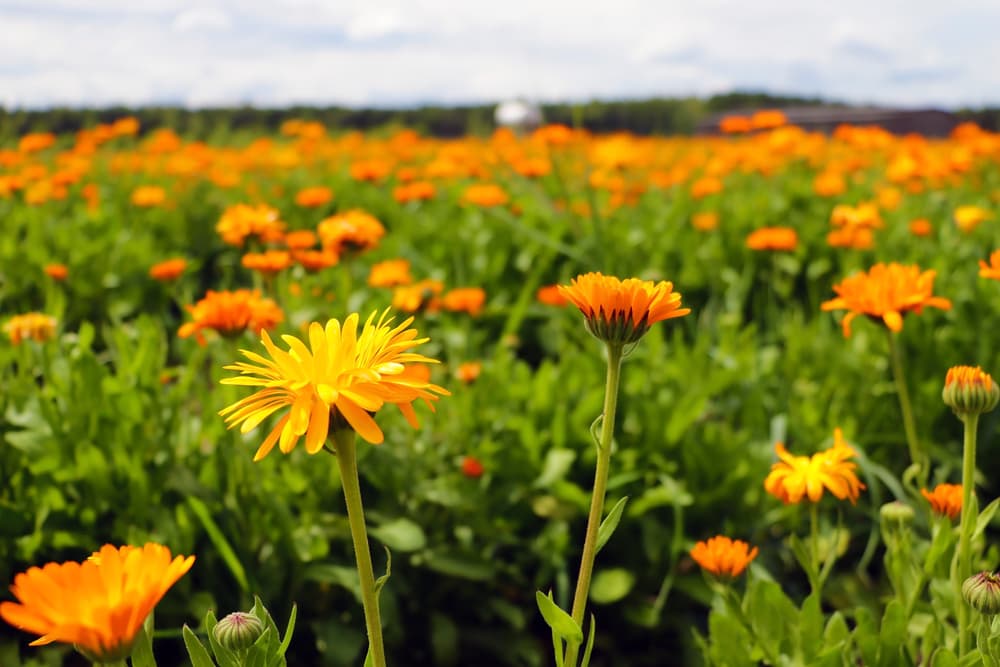 large field of pot marigolds in yellow and orange