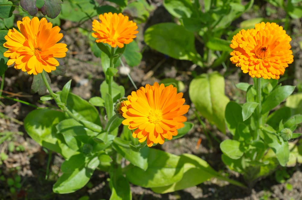 orange flowering Calendula officinalis growing from dry garden soil