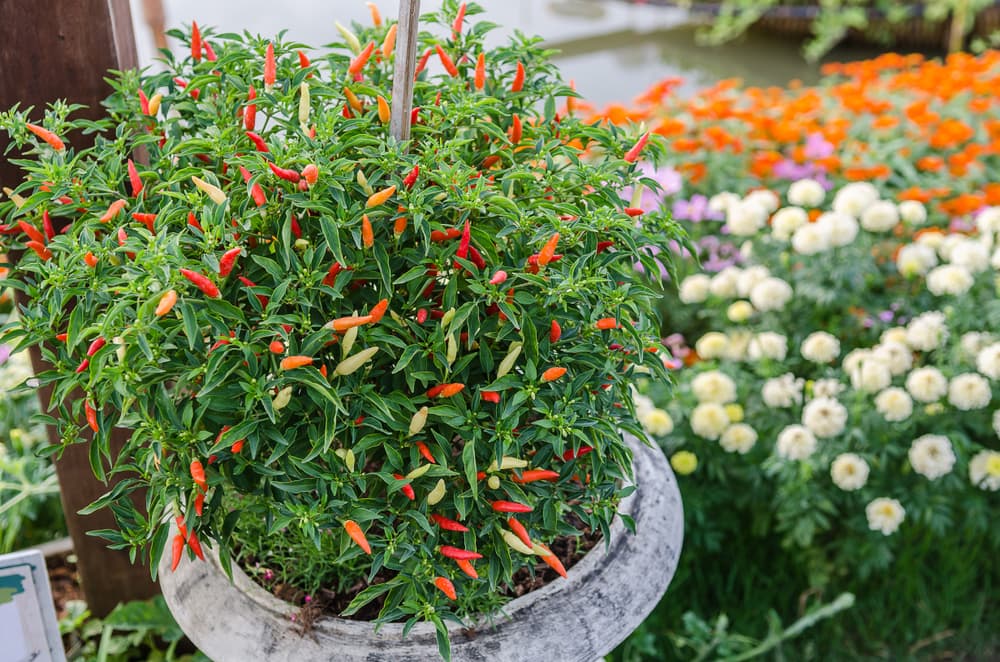 red, orange and yellow chillies growing from a stone container with indistinguishable white and orange flowers in the background