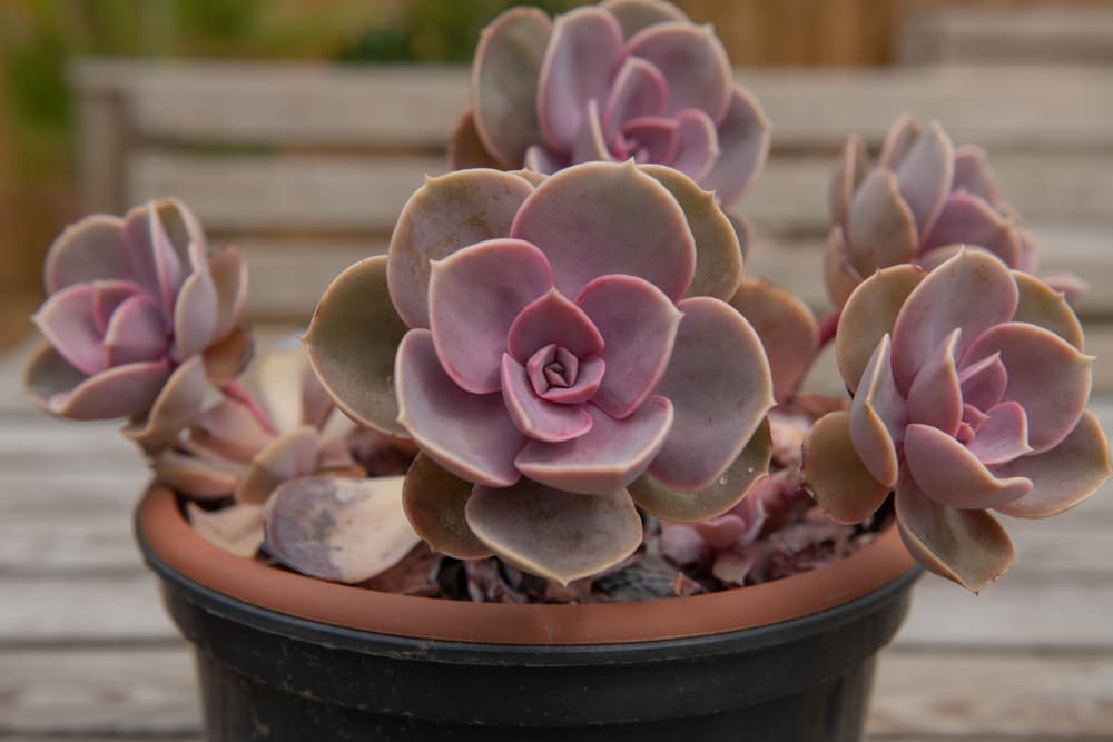 rosette of Echeveria 'Perle von Nurnberg' growing in a small pot