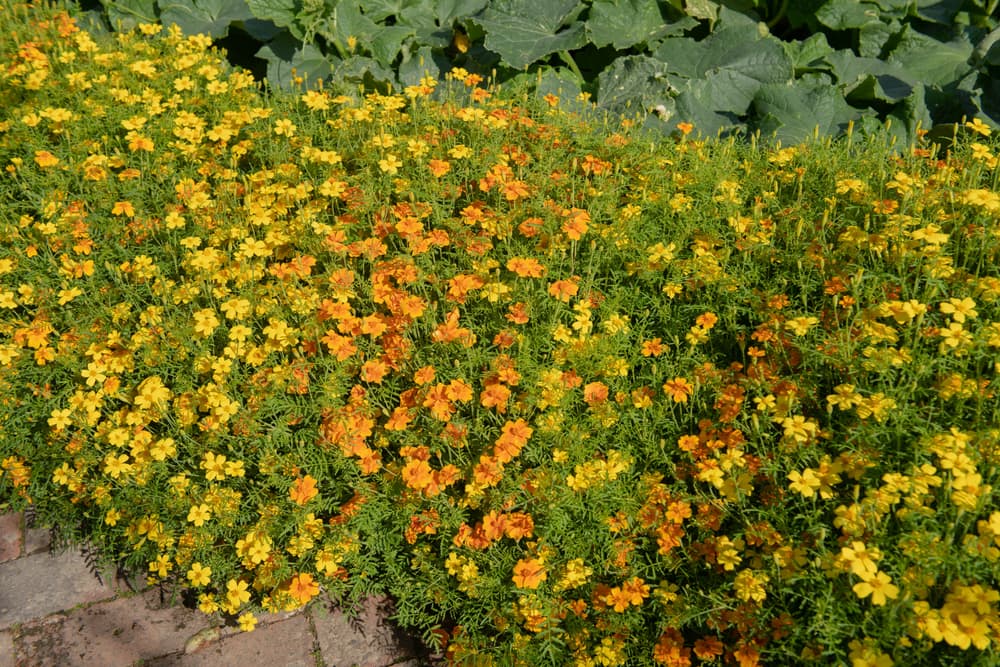 Tagetes 'Gem Mixed' with yellow and orange flowers growing in a herbaceous border