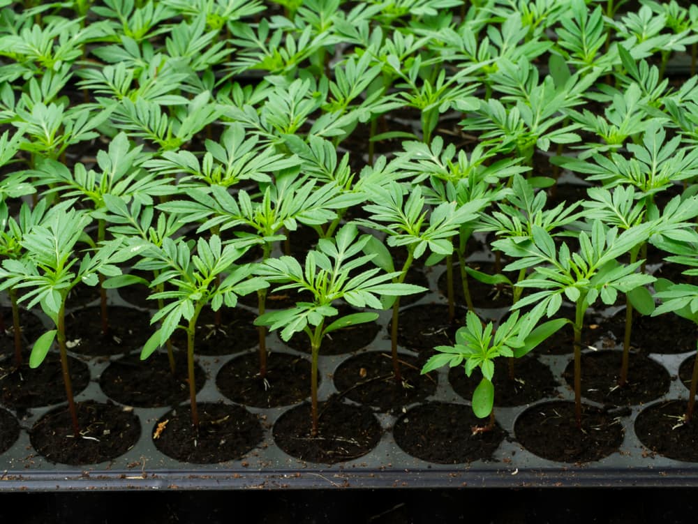 seedlings of marigolds growing from plugs and ready for planting out