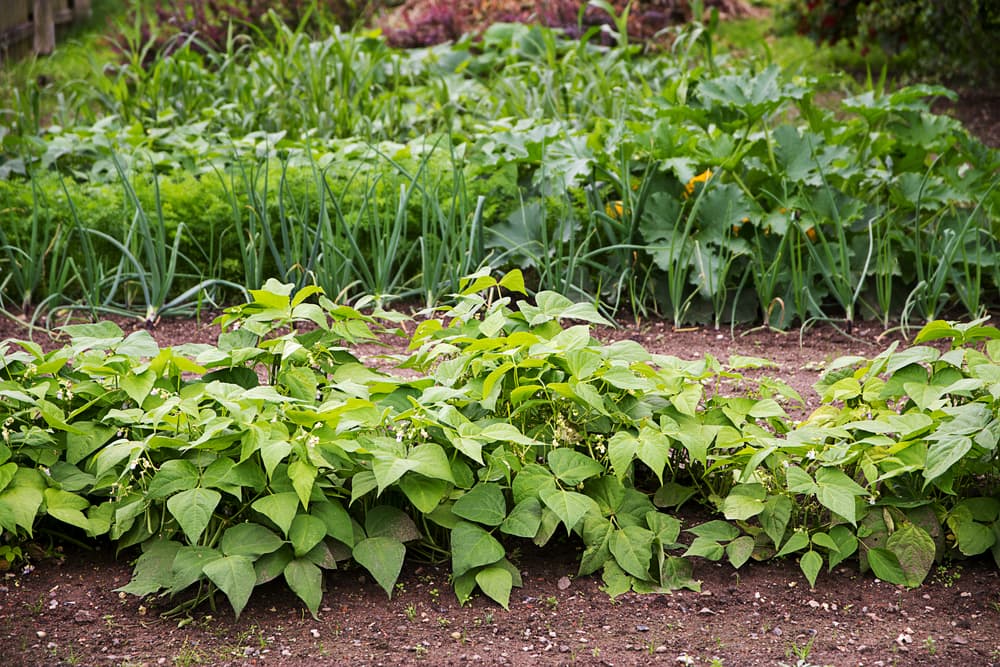 beans, onions and other vegetables grown in rows as part of a crop rotation planting scheme