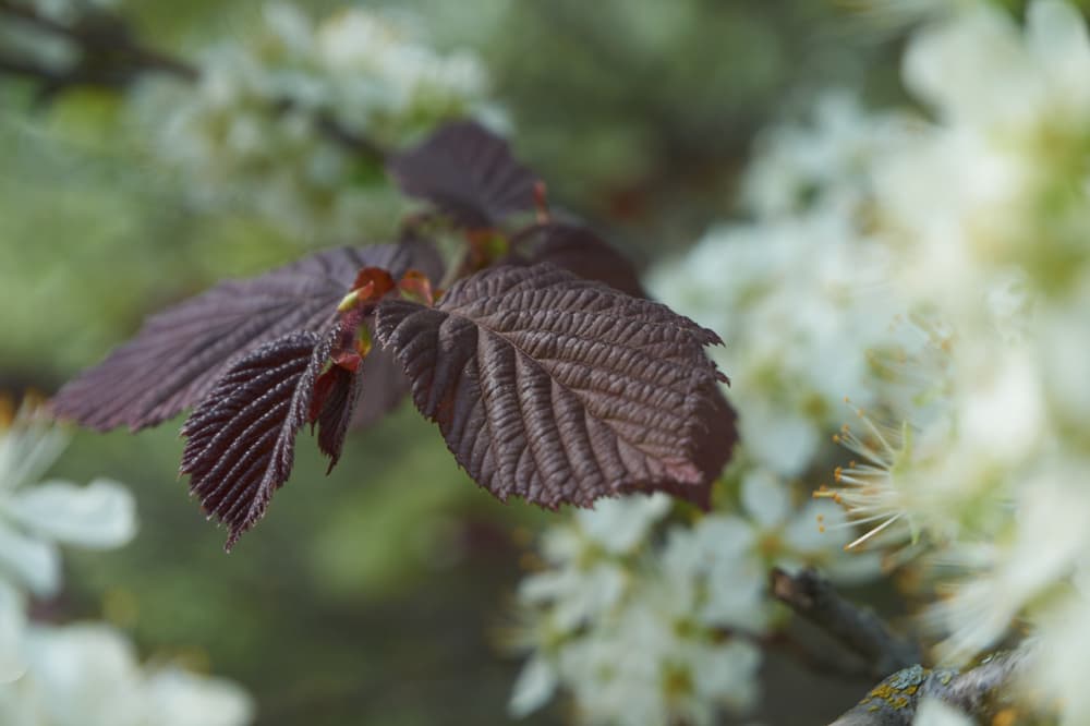 burgundy leaves of hazelnut Corylus avellana 'Red Majestic'