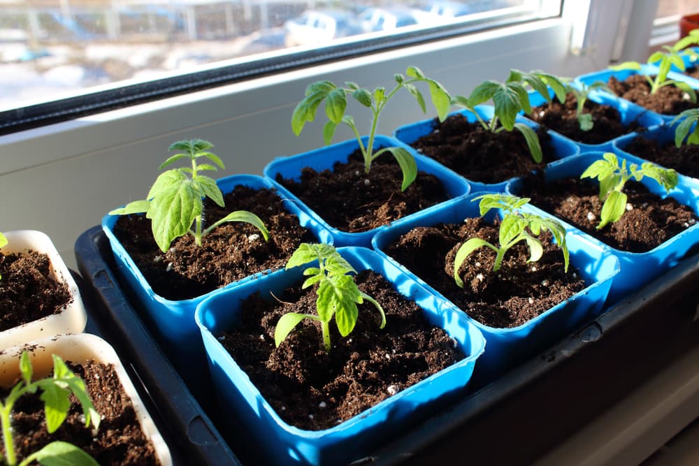 tomato seedlings in large blue pots placed in rows on a windowsill