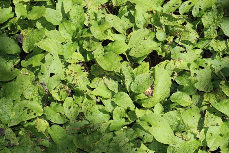 9 Remarkable Comfrey Varieties With Sterile, Variegated And Bushy ...