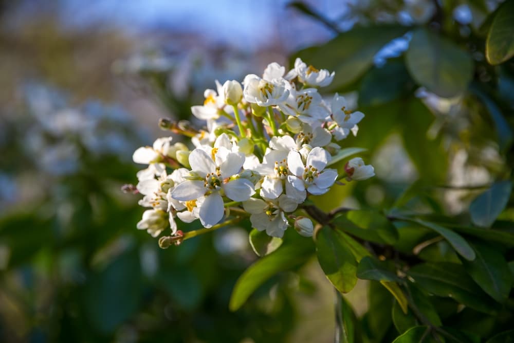 spring blooms of choisya ternata