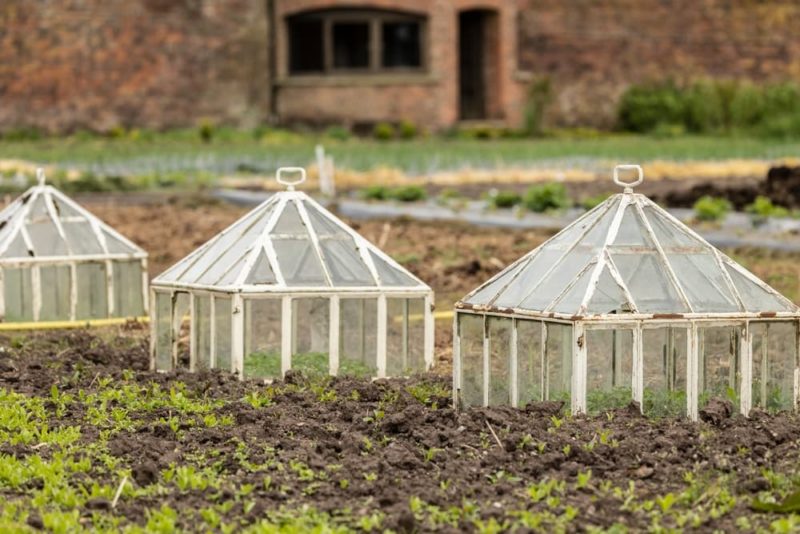 How To Use Cloches In The Garden Horticulture.co.uk